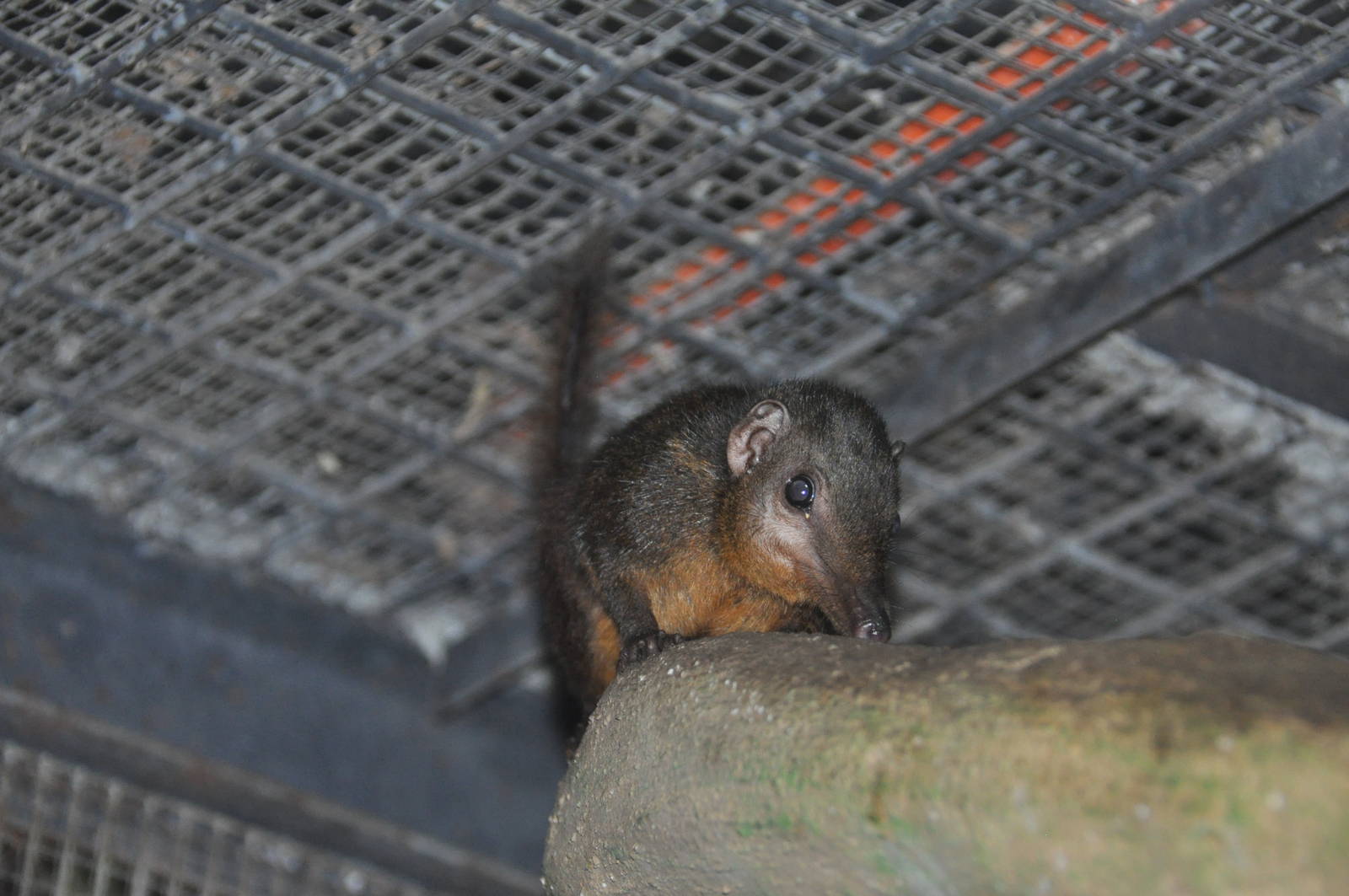 Palawan tree shrew/ Tupaia palawanensis
