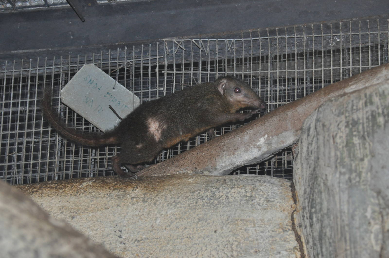 Palawan tree shrew / Tupaia palawanensis