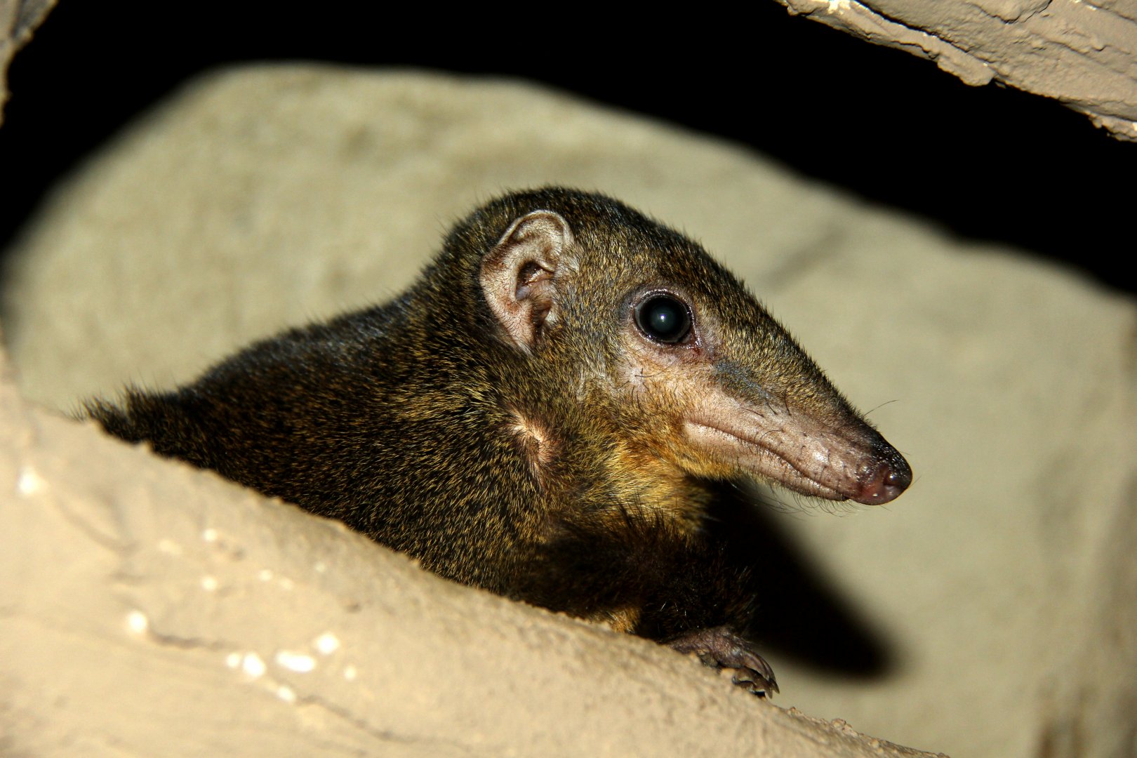Palawan tree shrew (Tupaia palawanensis)