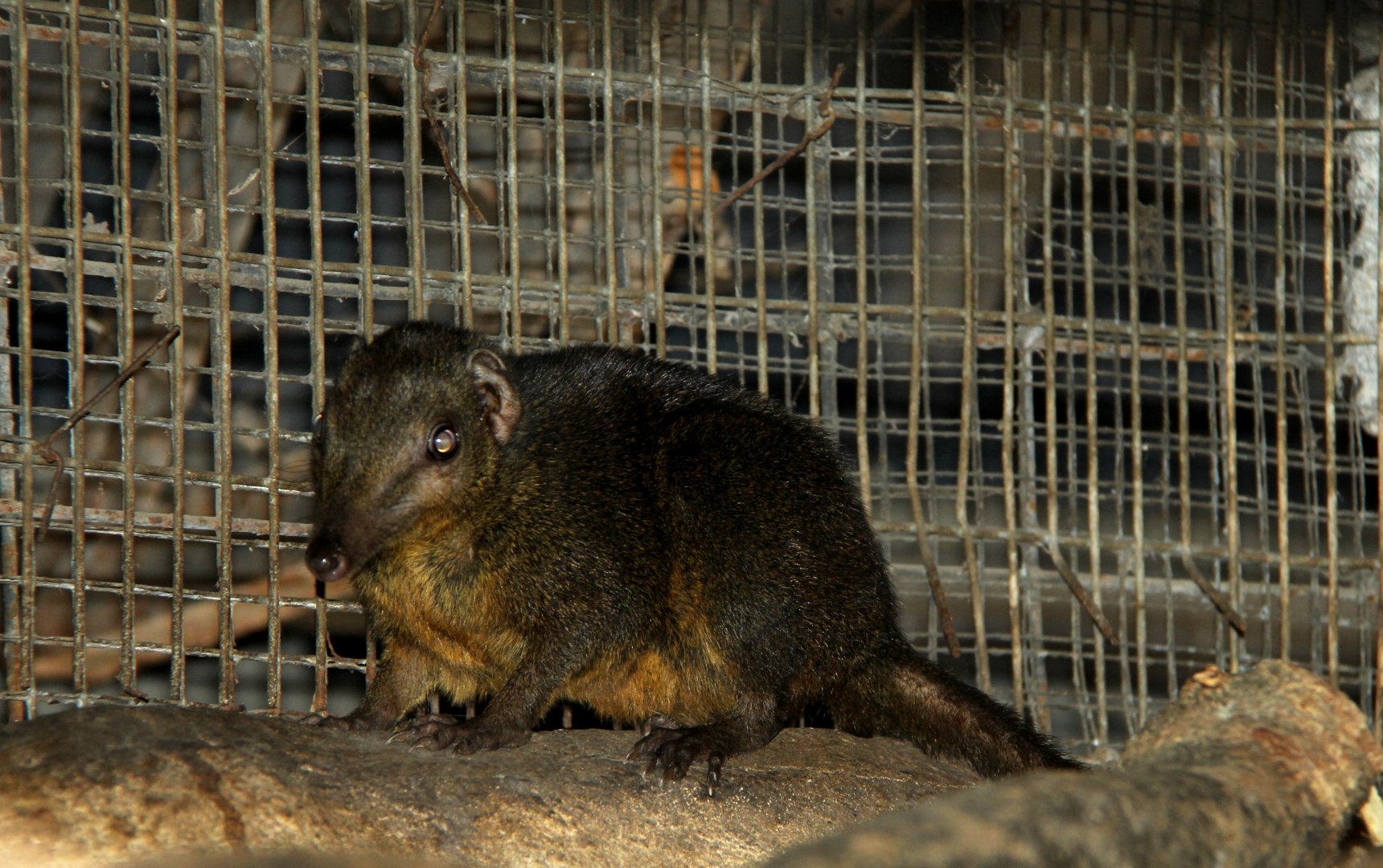 Palawan tree shrew (Tupaia palawanensis)