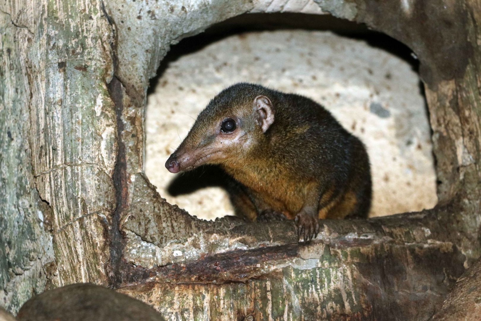 Palawan treeshrew, July 2016
