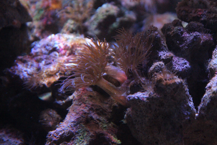 Pale anemone (Exaiptasia diaphana)