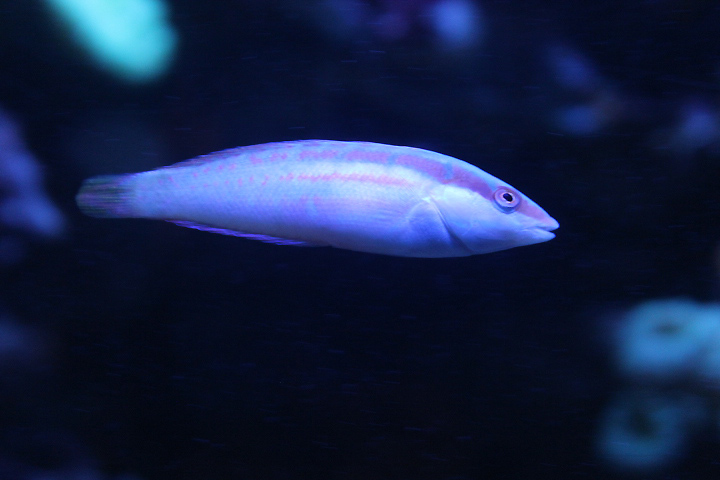 Pale-barred wrasse (Coris dorsomacula) - BXSea