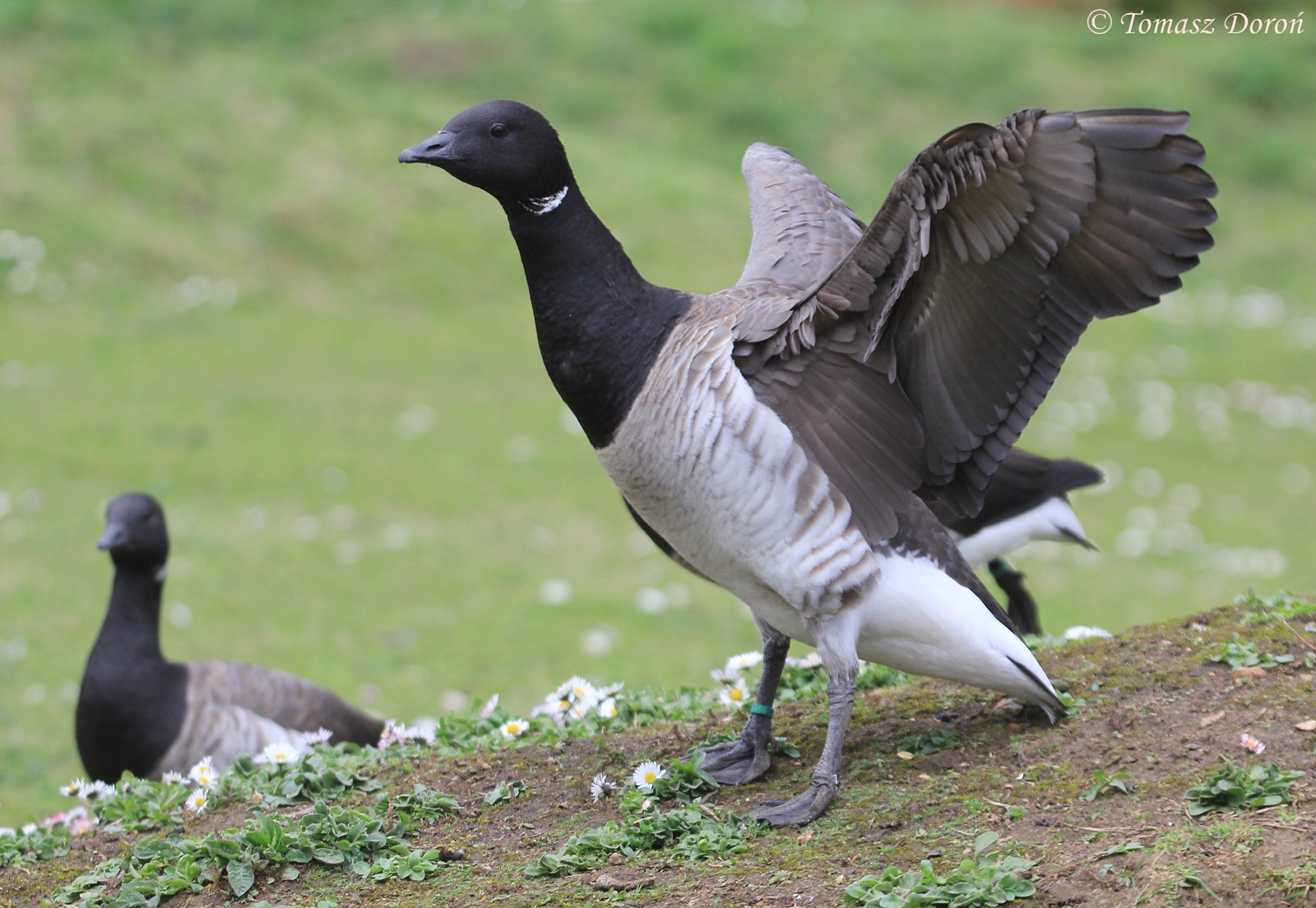Pale-bellied Brent Goose (Branta bernicla hrota), April 2016