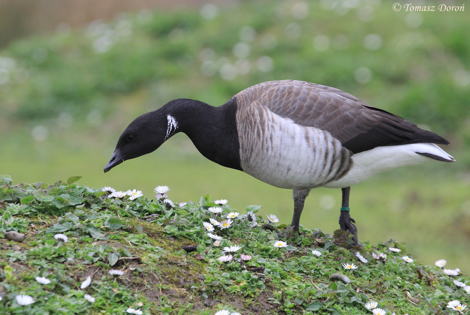 Pale-bellied Brent Goose (Branta bernicla hrota), April 2016