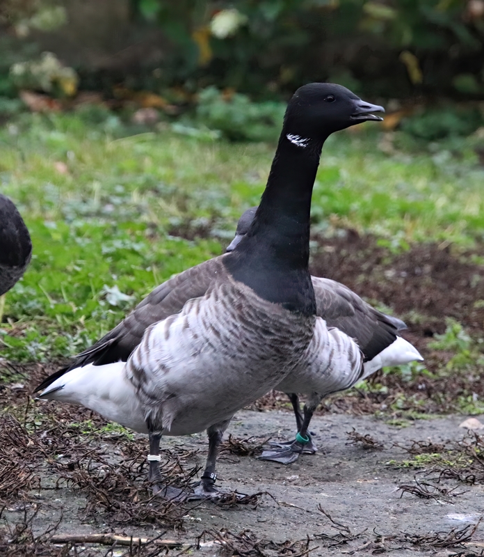 Pale-bellied brent goose (Branta bernicla hrota)
