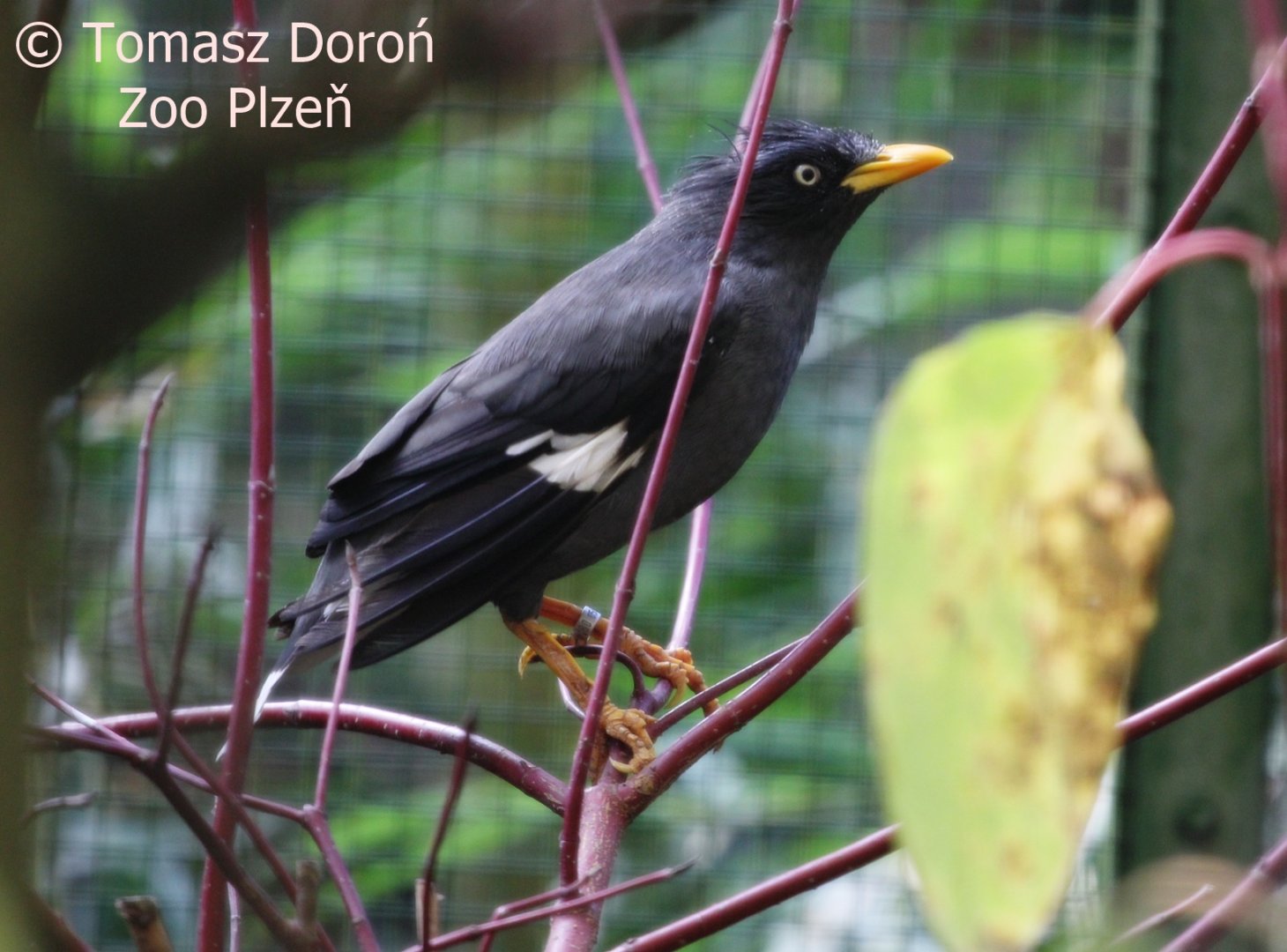 Pale-bellied Myna (Acridotheres cinereus), October 2017