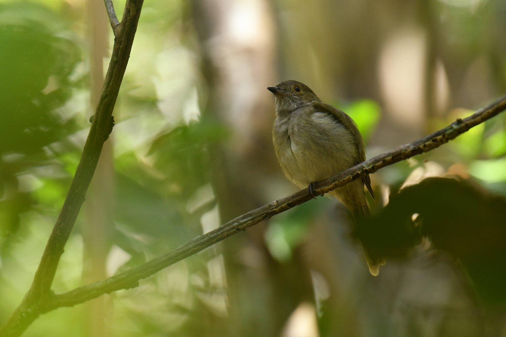 Pale-bellied Tyrant-Manakin (Neopelma pallescens)
