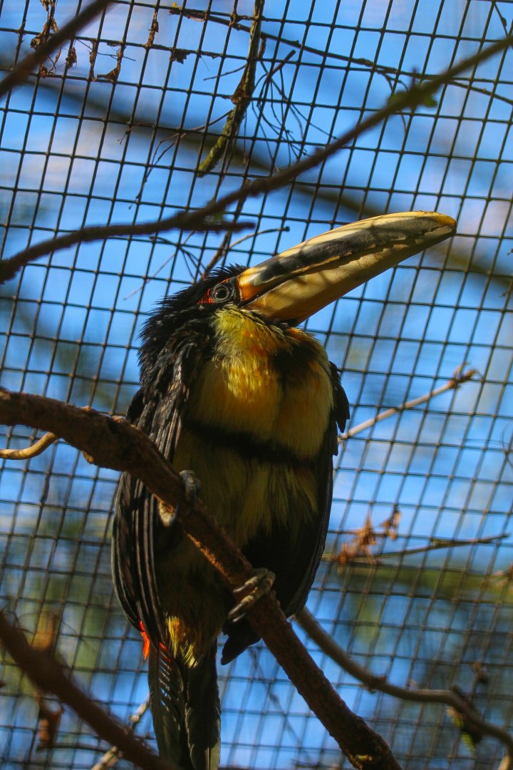 Pale Billed Aracari- 24th February 2024