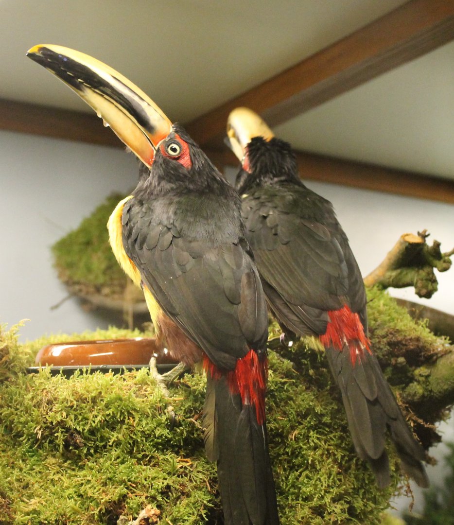 Pale-billed aracari - Pteroglossus erythropygius