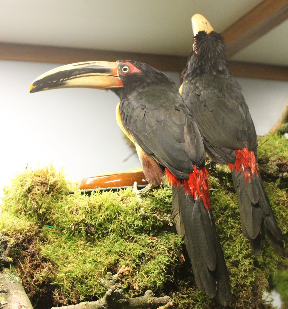 Pale-billed aracari - Pteroglossus erythropygius