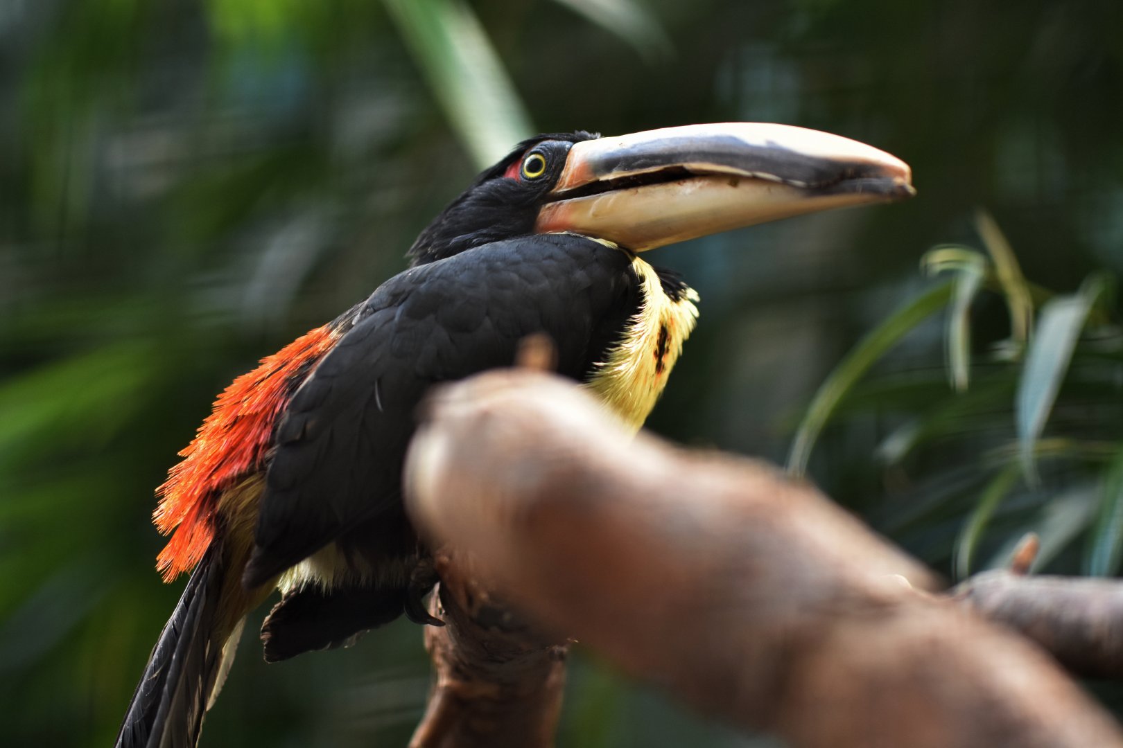 Pale-billed aracari (Pteroglossus erythropygius)