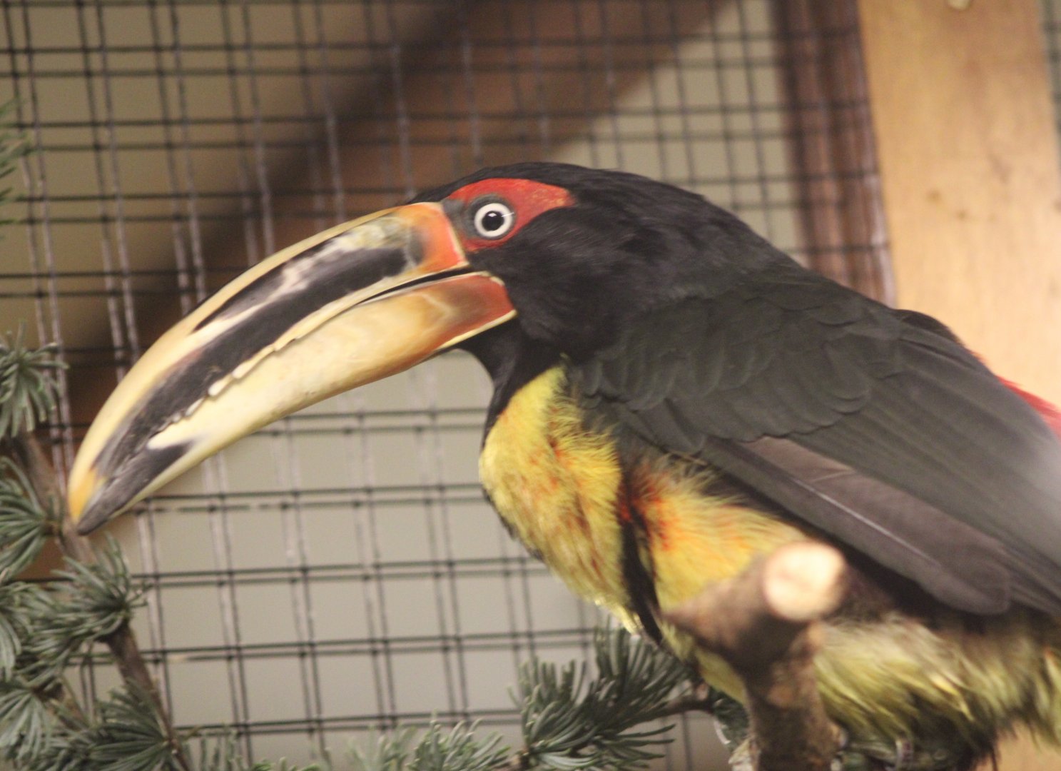 Pale-billed aracari
