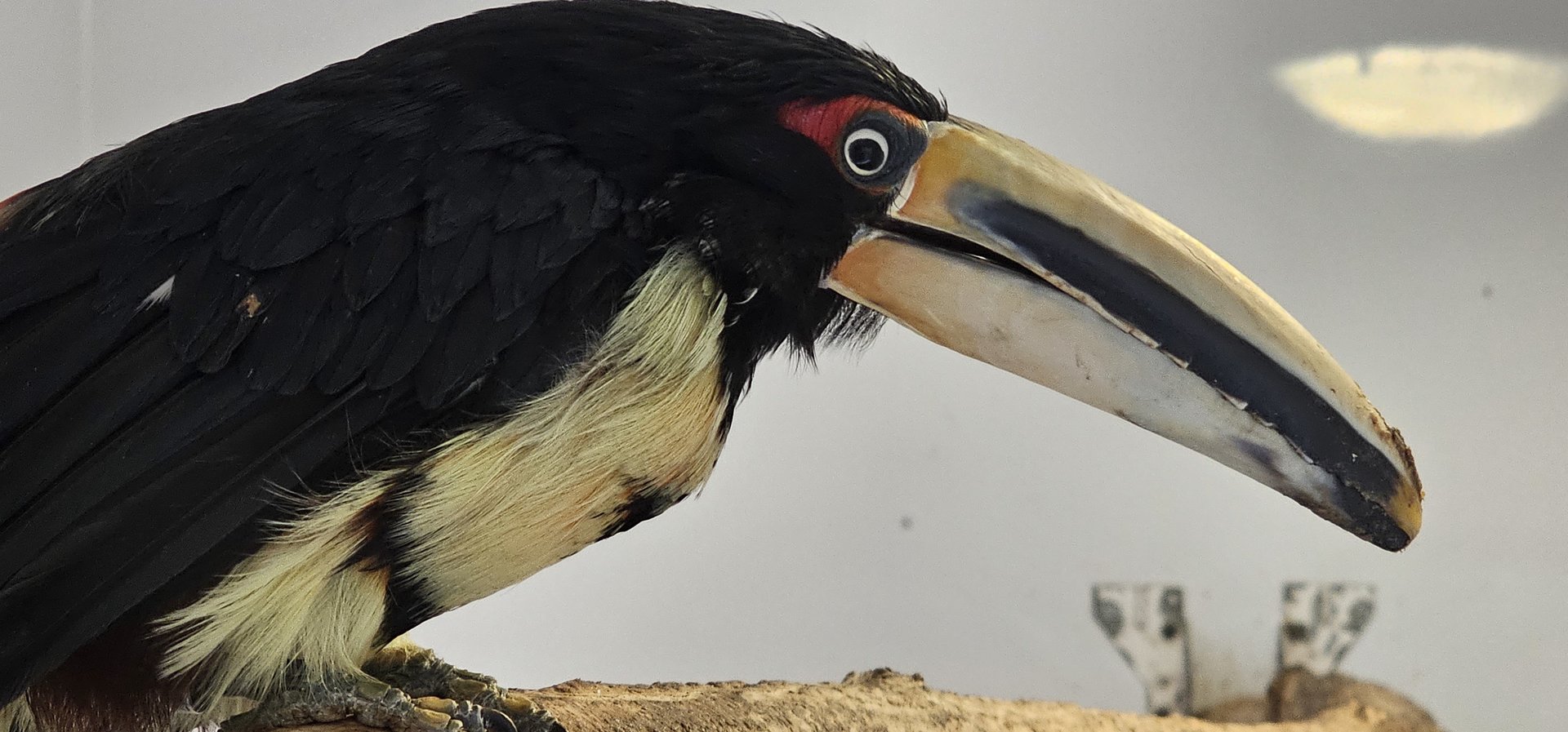 Pale billed aracari