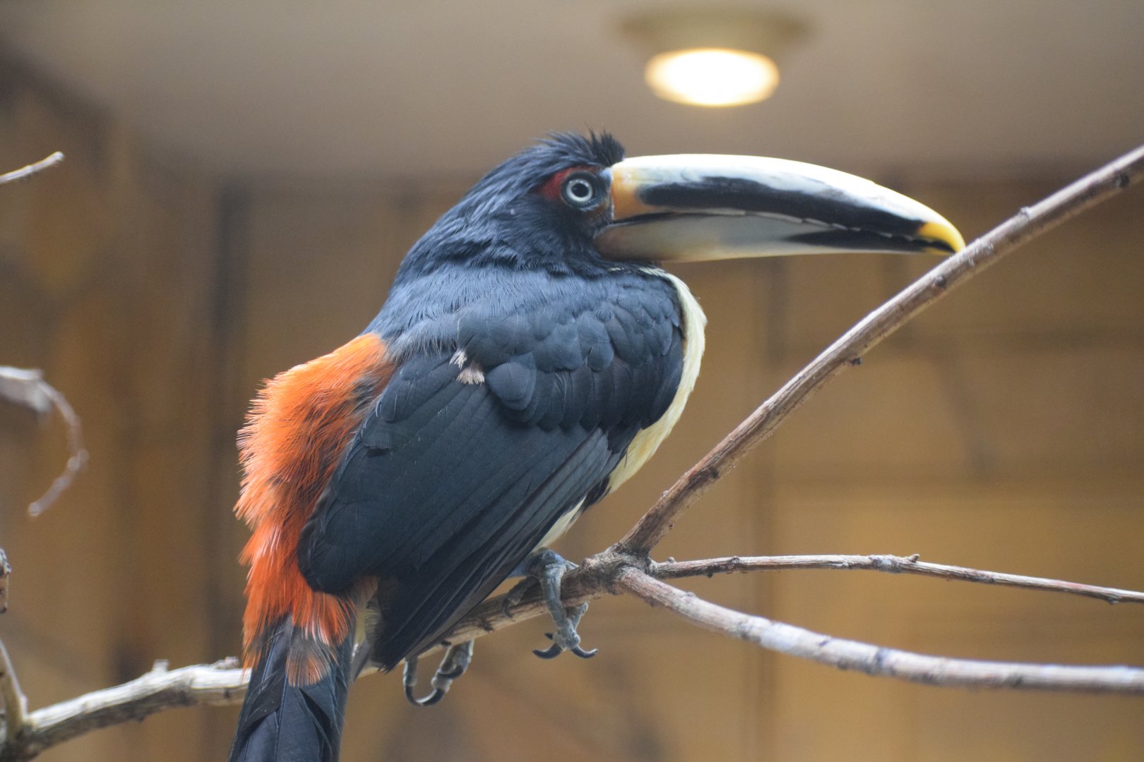 Pale-billed aracari