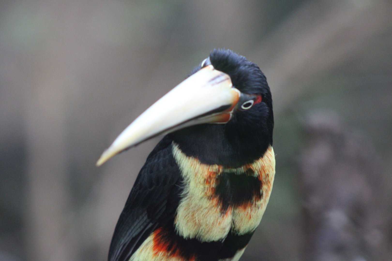 Pale-billed Aracari