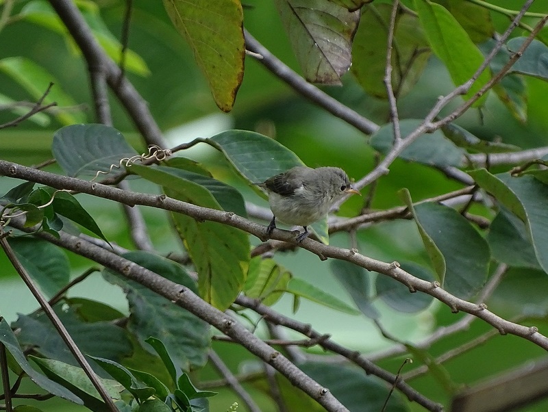 Pale-billed flowerpecker