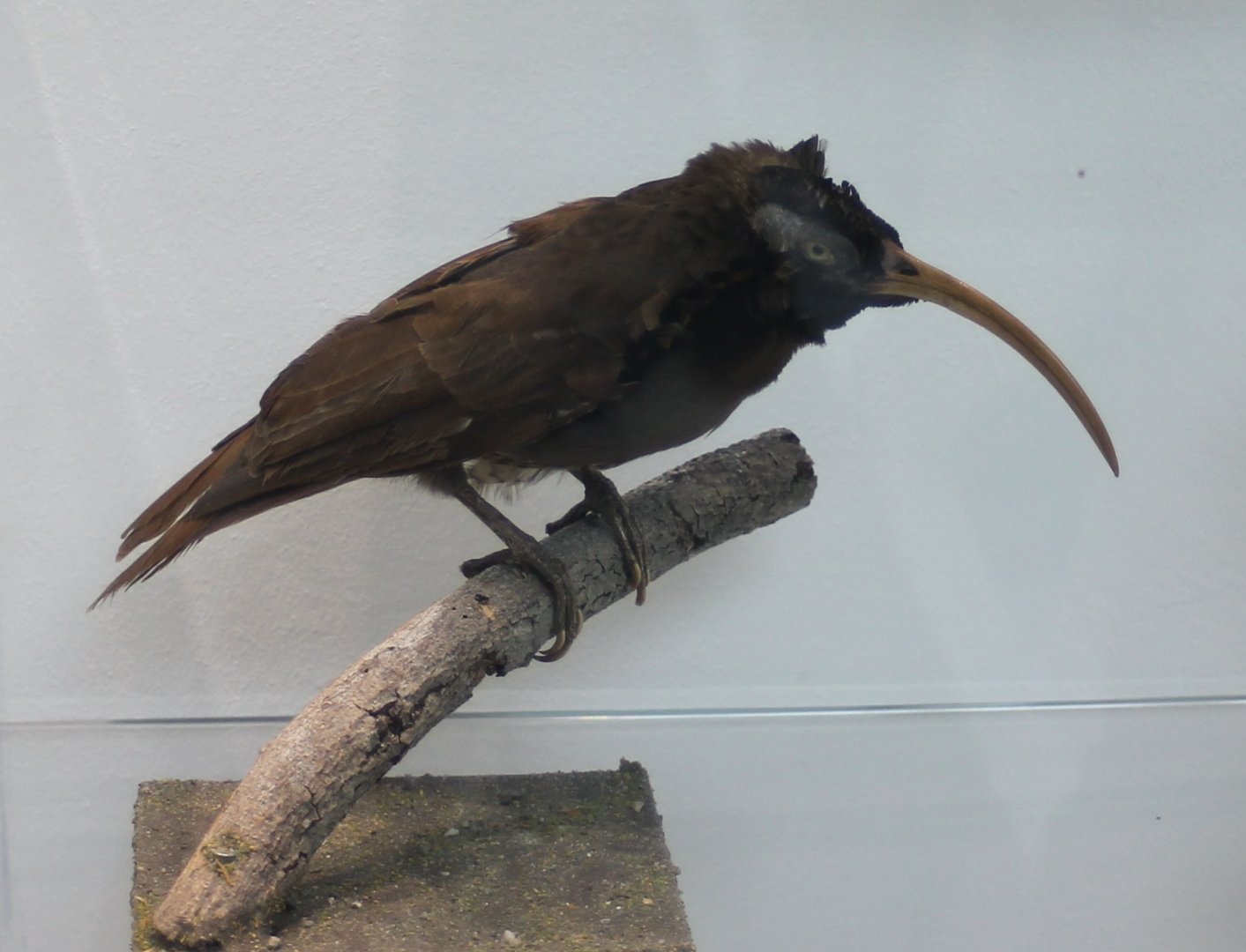 Pale-billed sicklebill