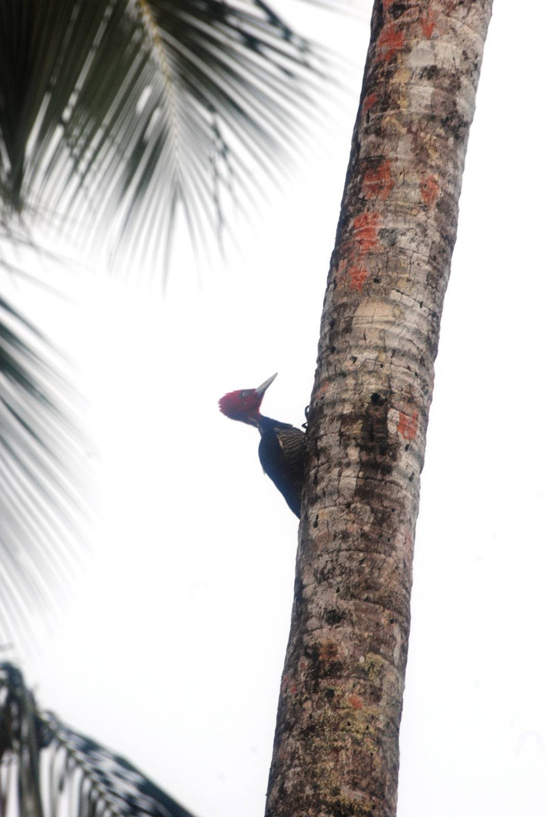 Pale-billed Woodpecker in Tortuguero, 14/04/14