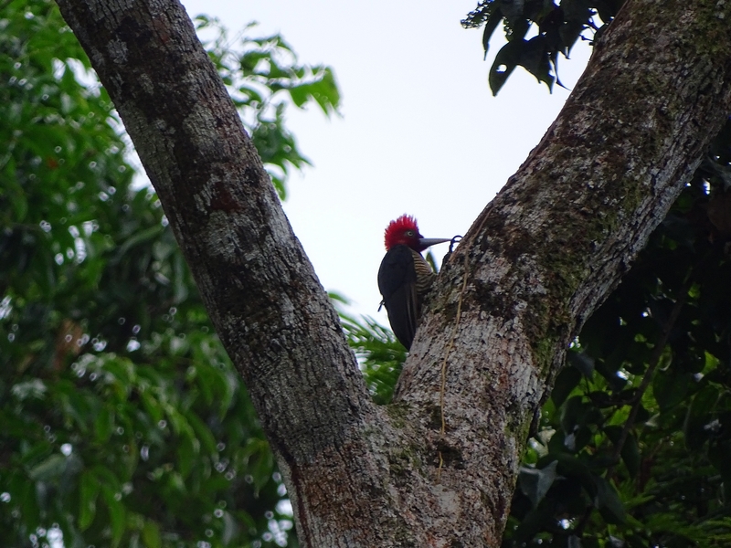 Pale-billed woodpecker