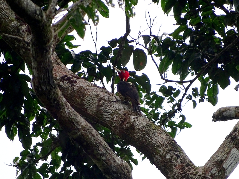 Pale-billed woodpecker