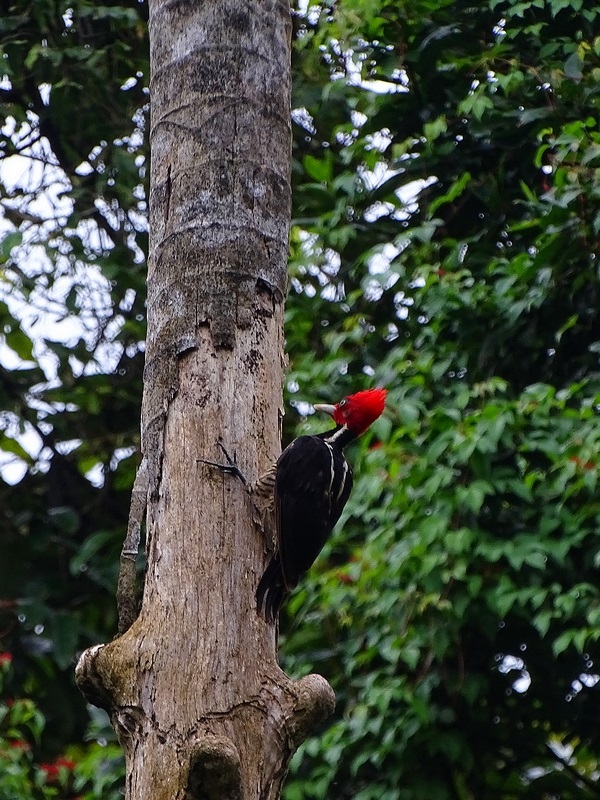Pale-billed woodpecker
