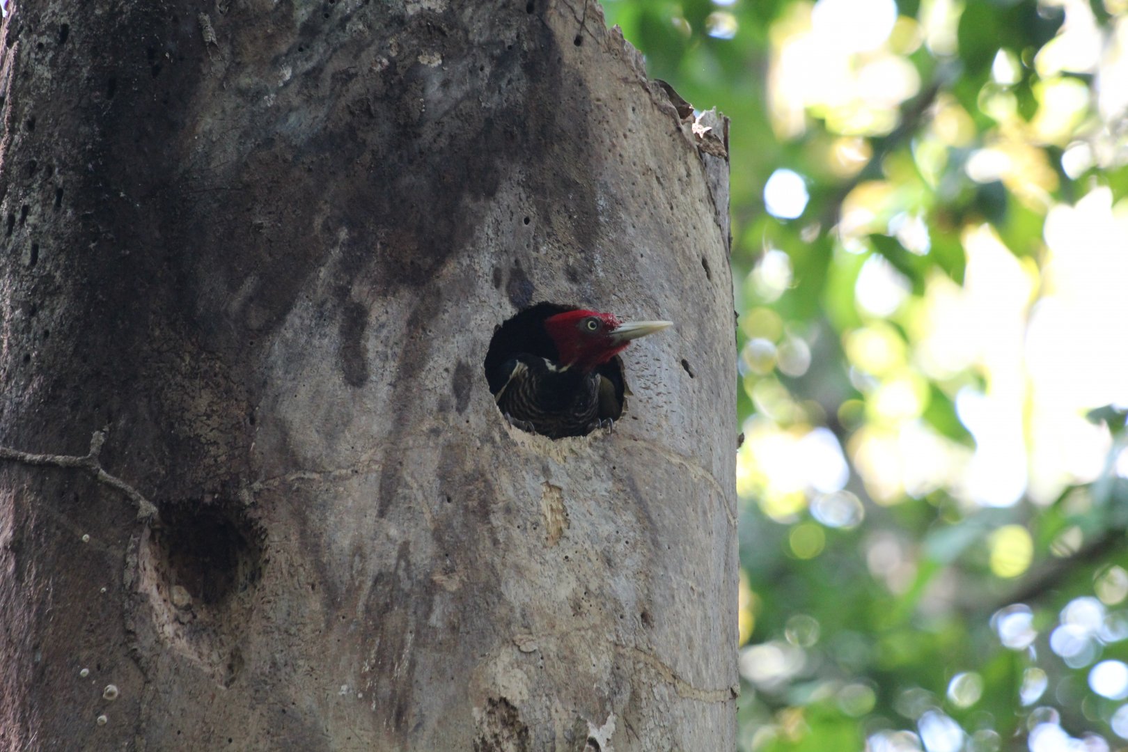 Pale-billed Woodpecker