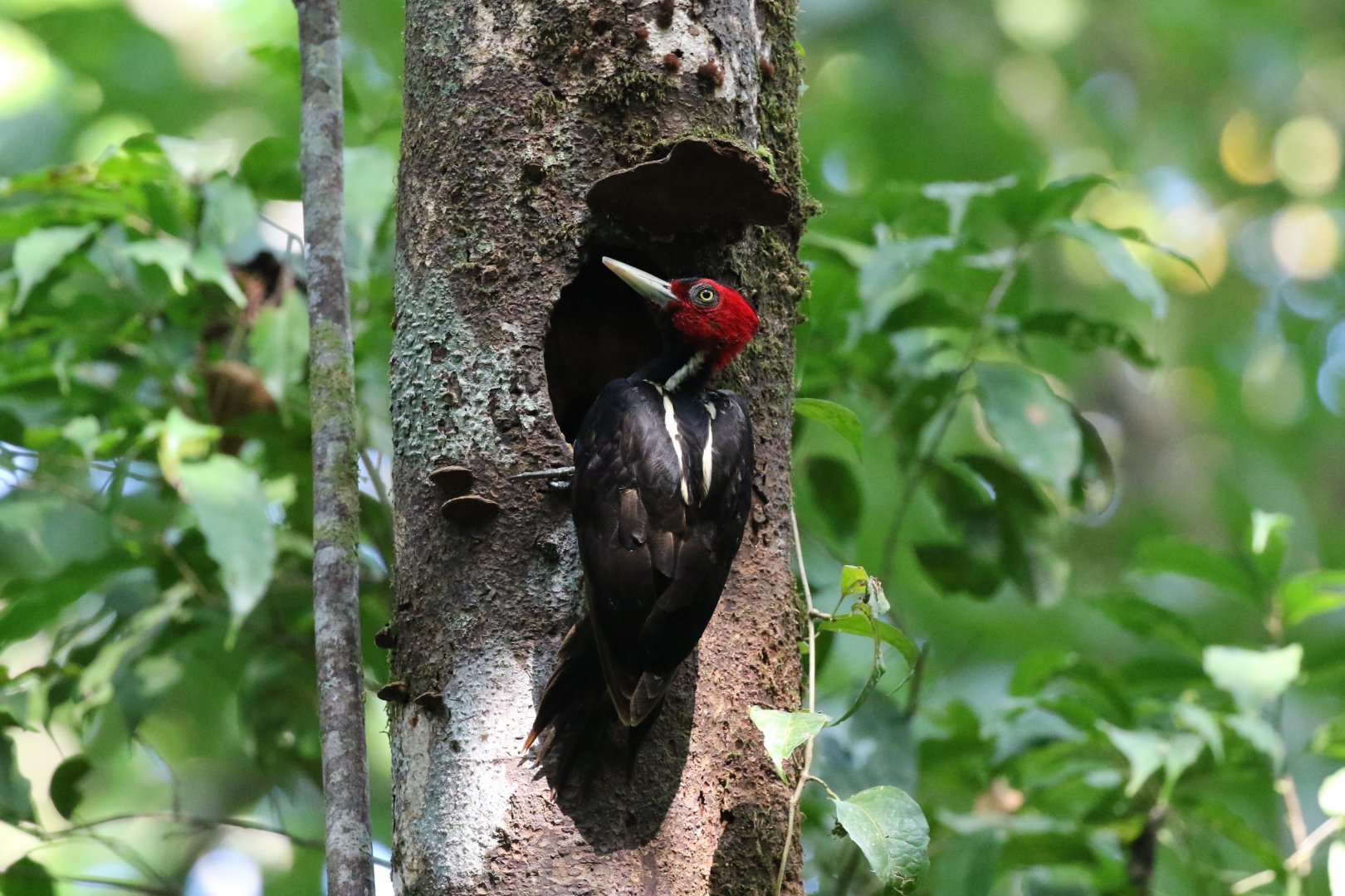 Pale-billed Woodpecker