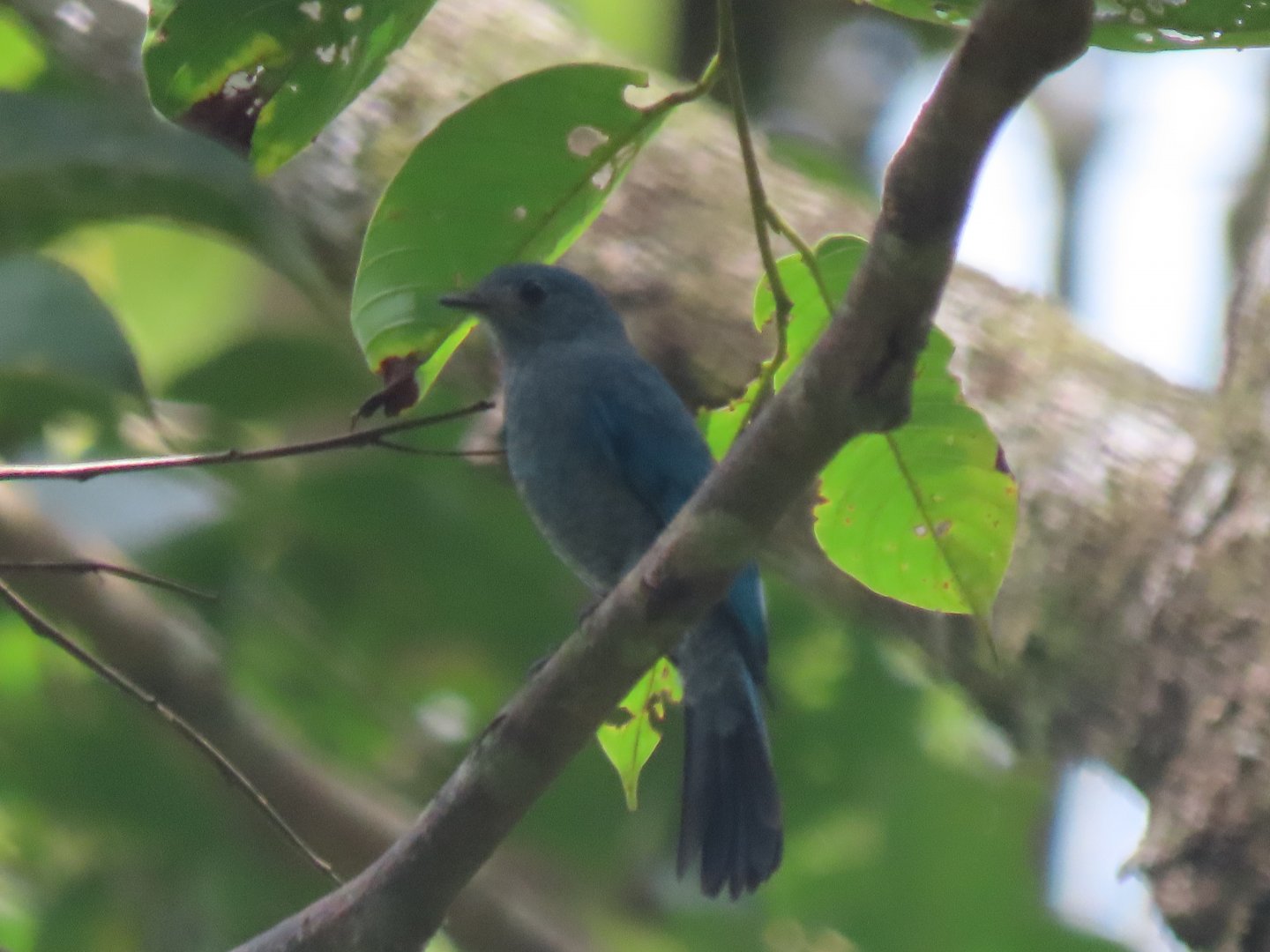 Pale blue flycatcher(?)