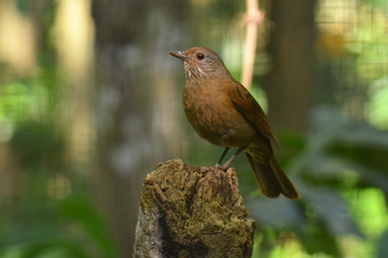 Pale-breasted Thrush Turdus leucomelas
