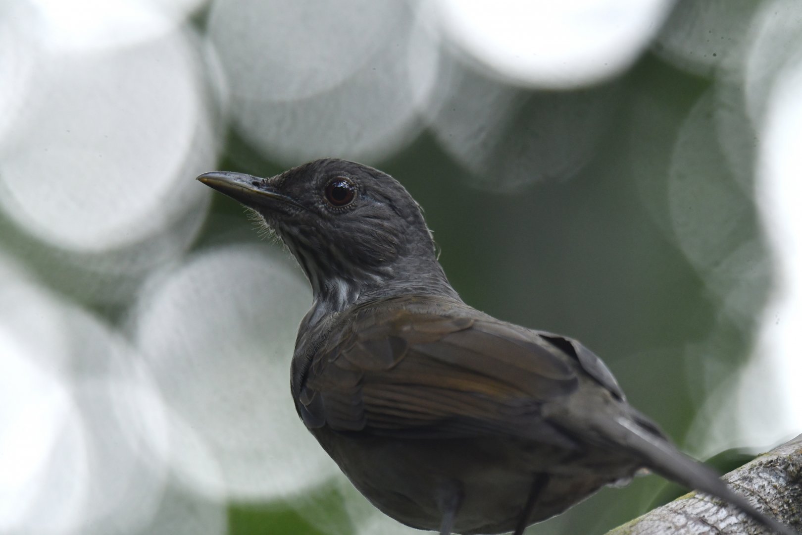 Pale-breasted Thrush Turdus leucomelas