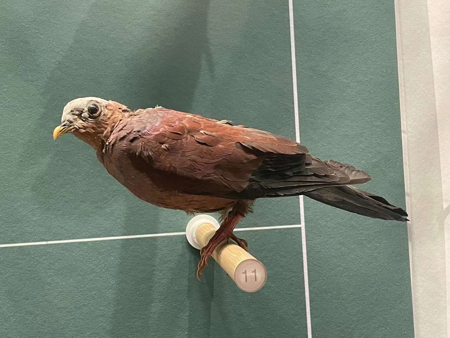 Pale-Capped Pigeon/ Columba punicea from Wuhan University Wanlin Muesum