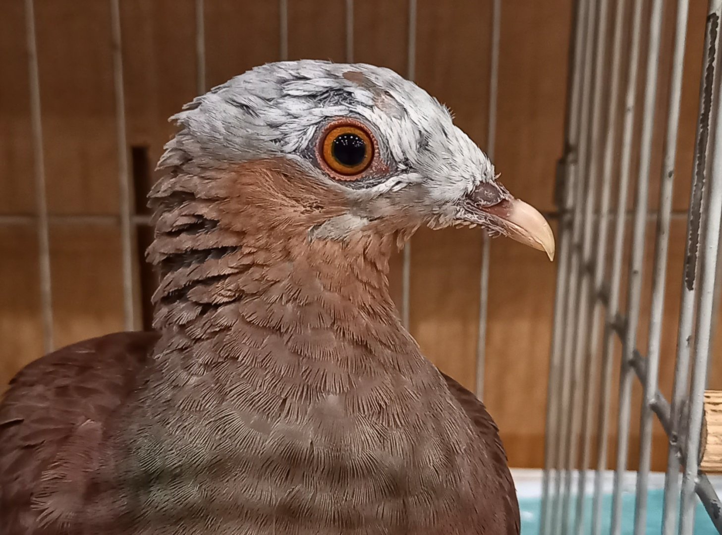 Pale-capped pigeon - Columba punicea