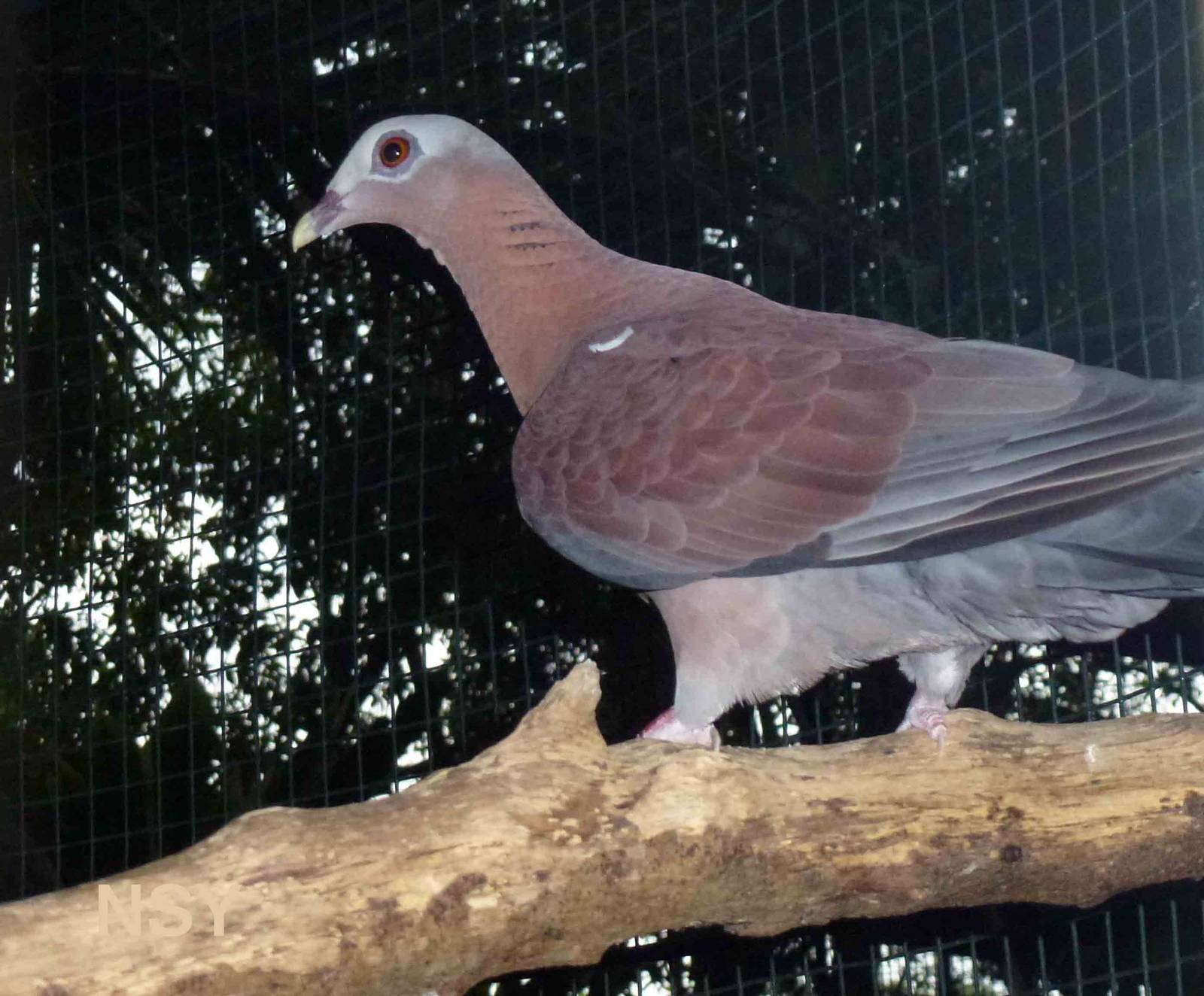 Pale-capped pigeon, June 2013.