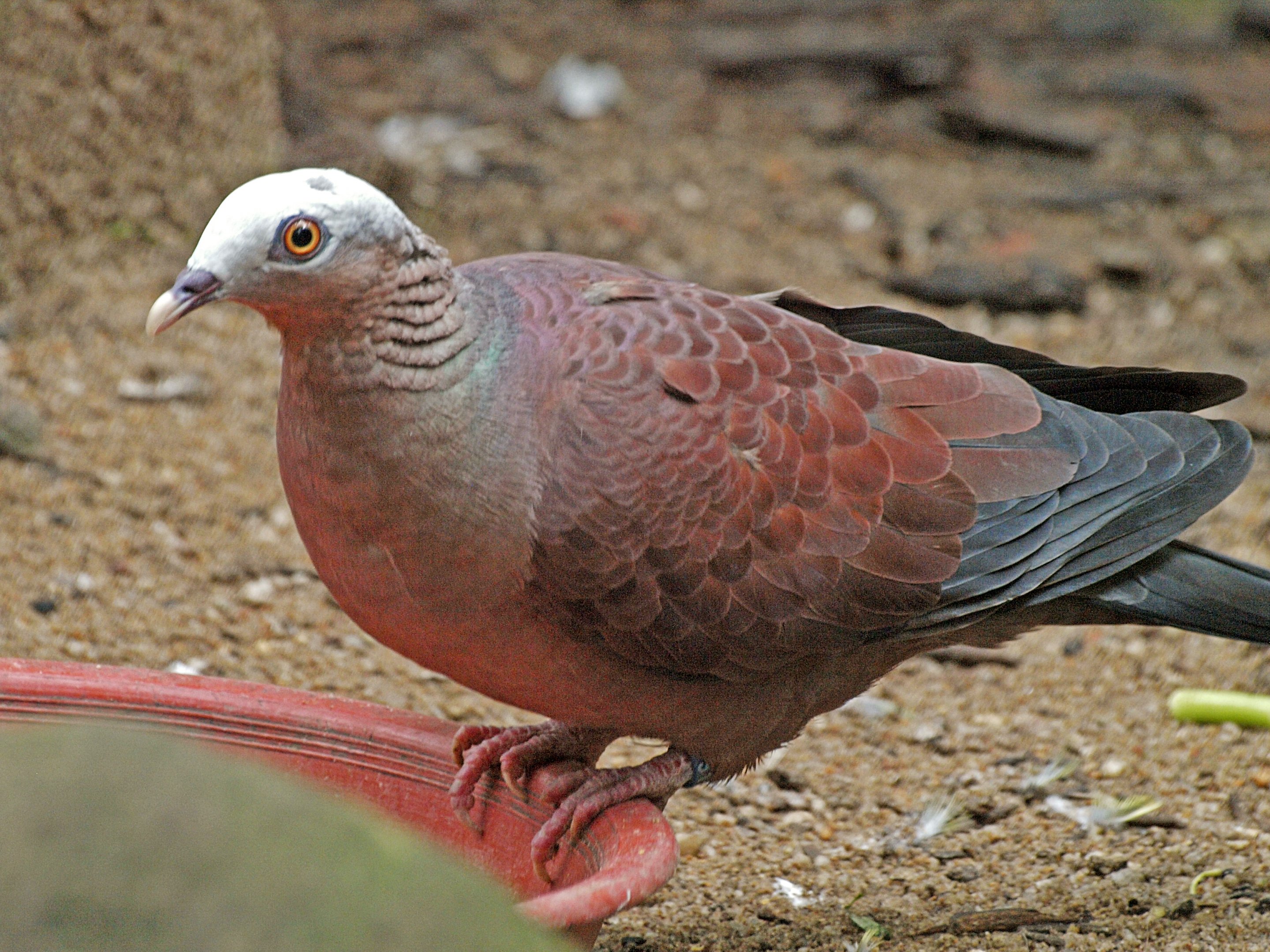 Pale-capped pigeon