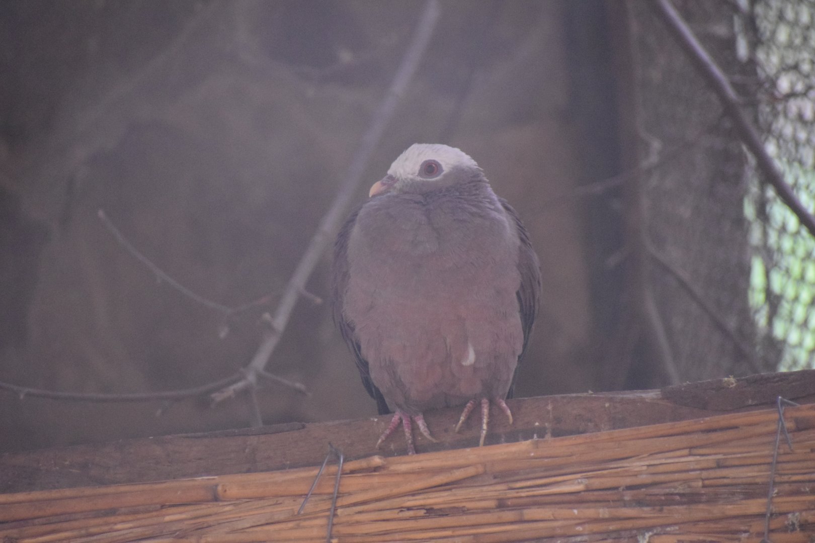 Pale-capped pigeon