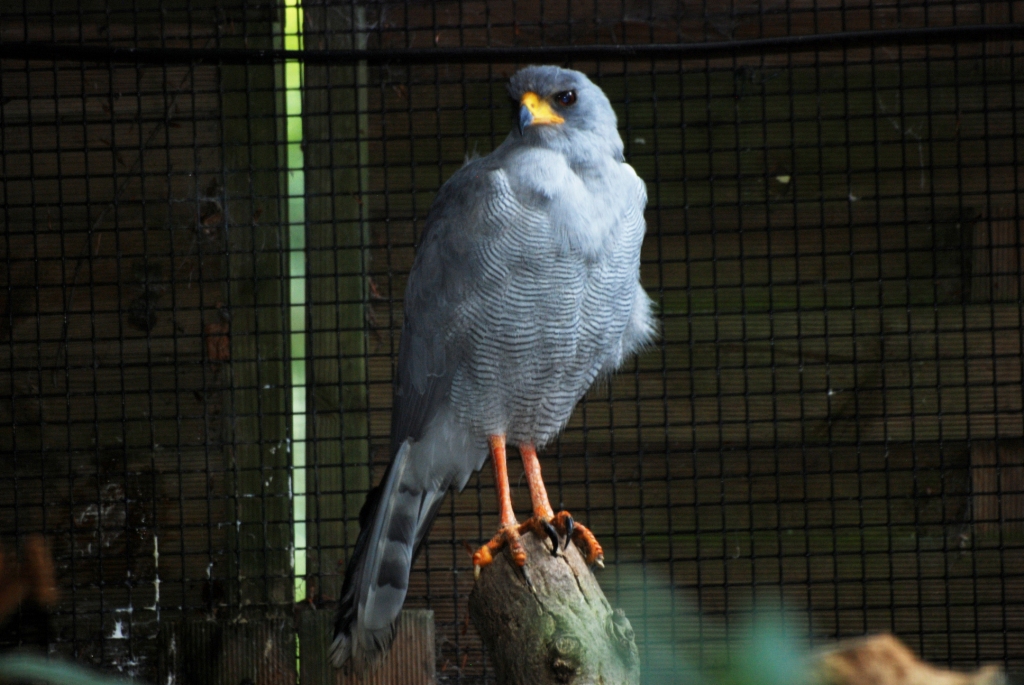 Pale Chanting Goshawk at Pairi Daiza, 31/08/14