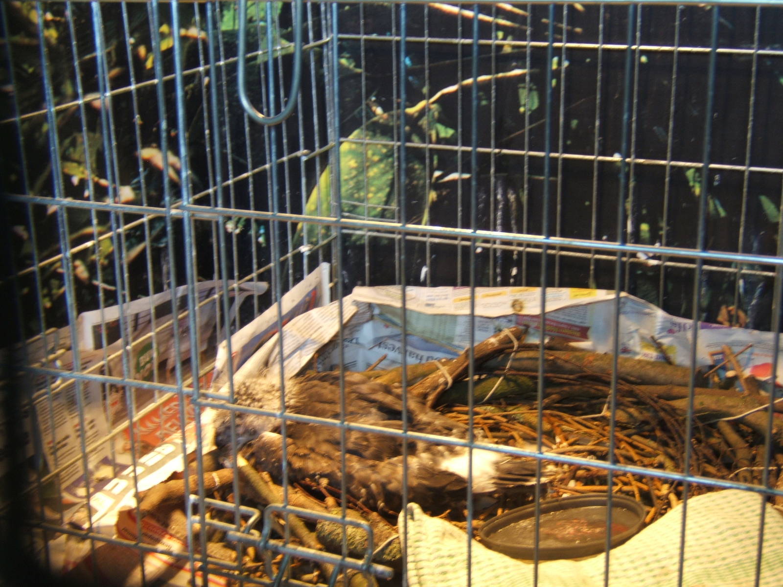 Pale Chanting Goshawk chick