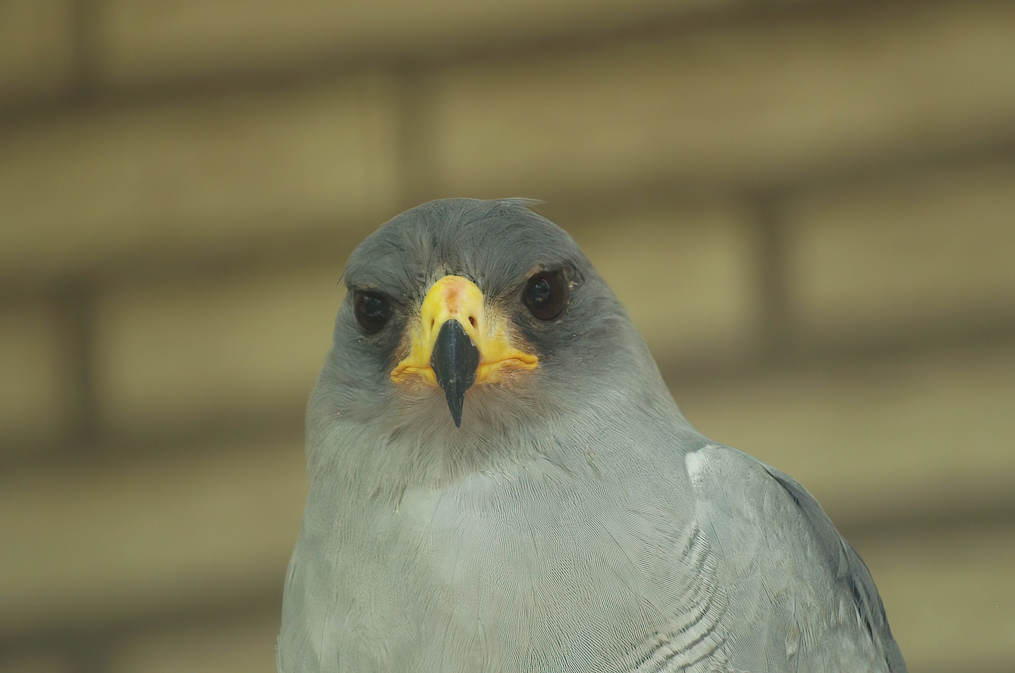 Pale chanting goshawk (Melierax canorus), 2008-08-01