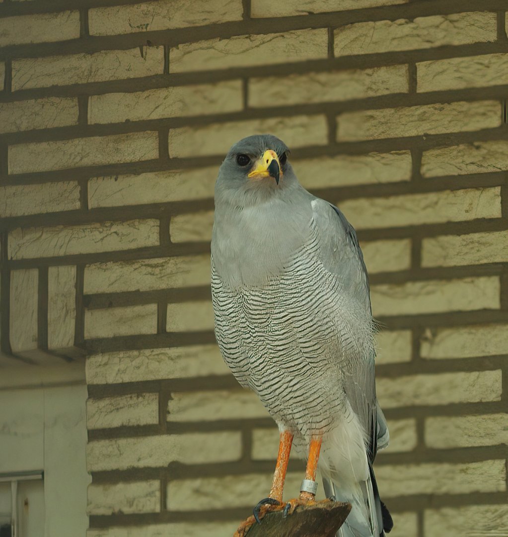 Pale chanting goshawk (Melierax canorus), 2008-08-01