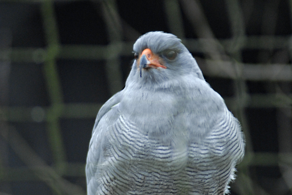 Pale-chanting Goshawk - Millets Falconry 2022