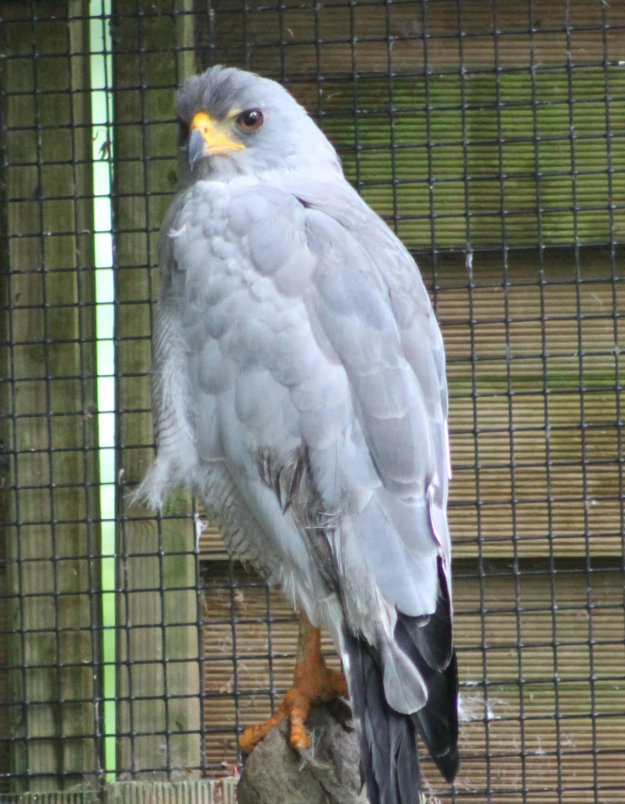 Pale Chanting Goshawk