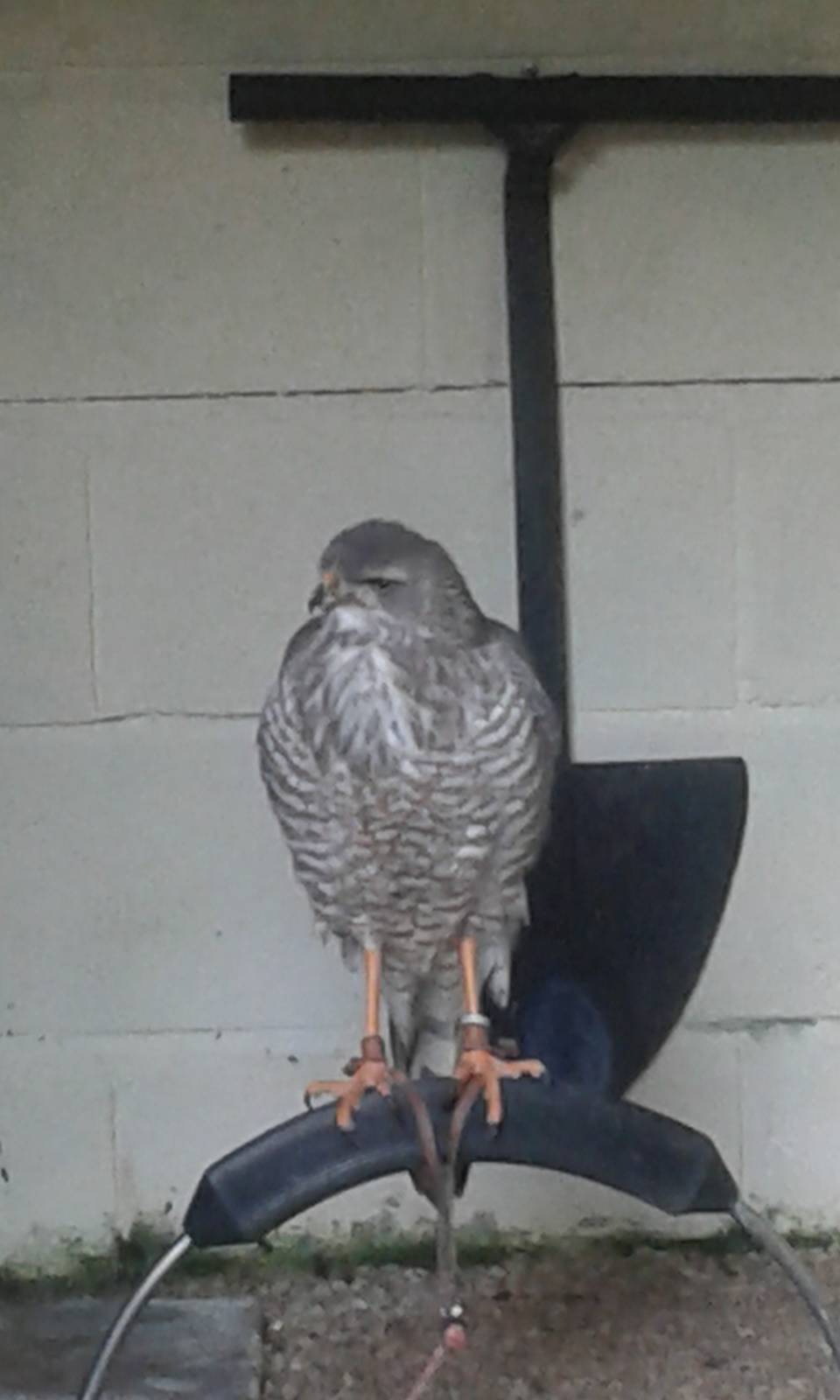 Pale Chanting Goshawk