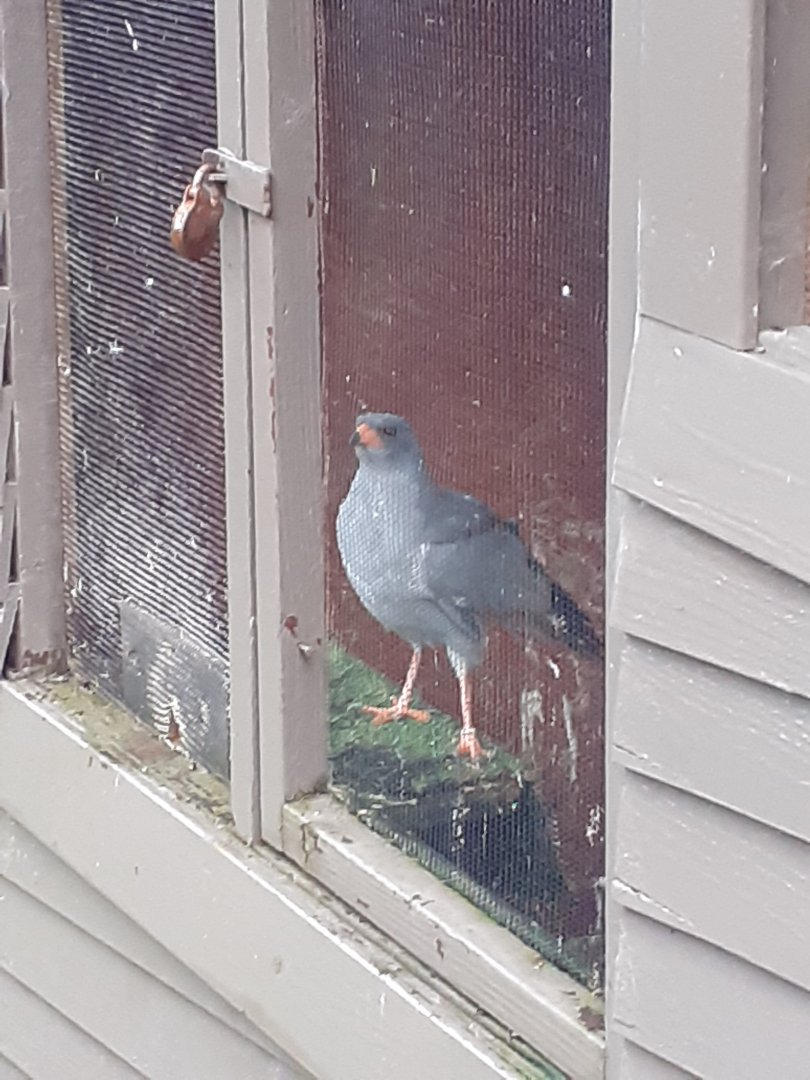 Pale chanting goshawk