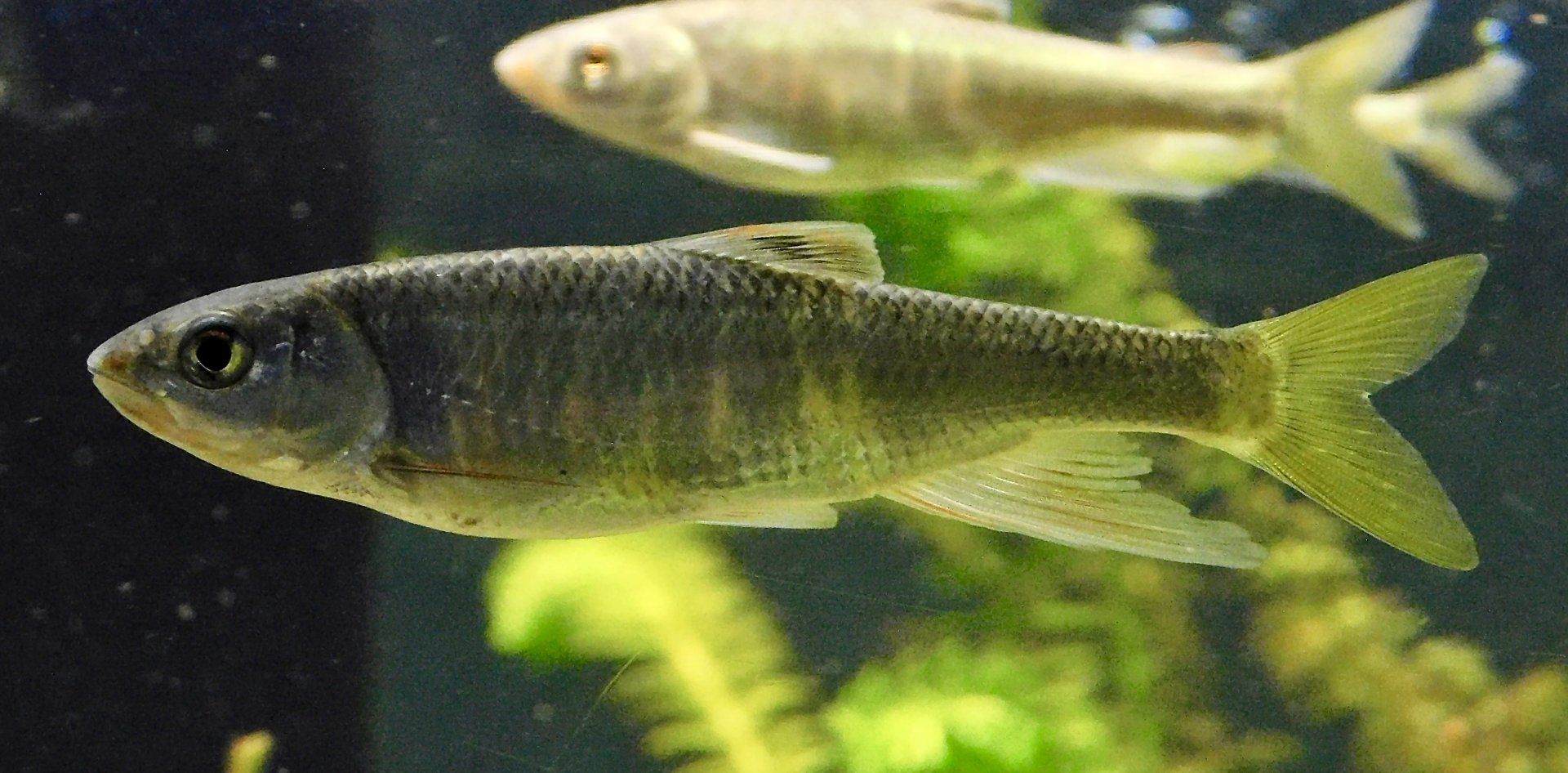 Pale Chub (Opsariichthys platypus) - Kawasui Kawasaki Aquarium November 19, 2025