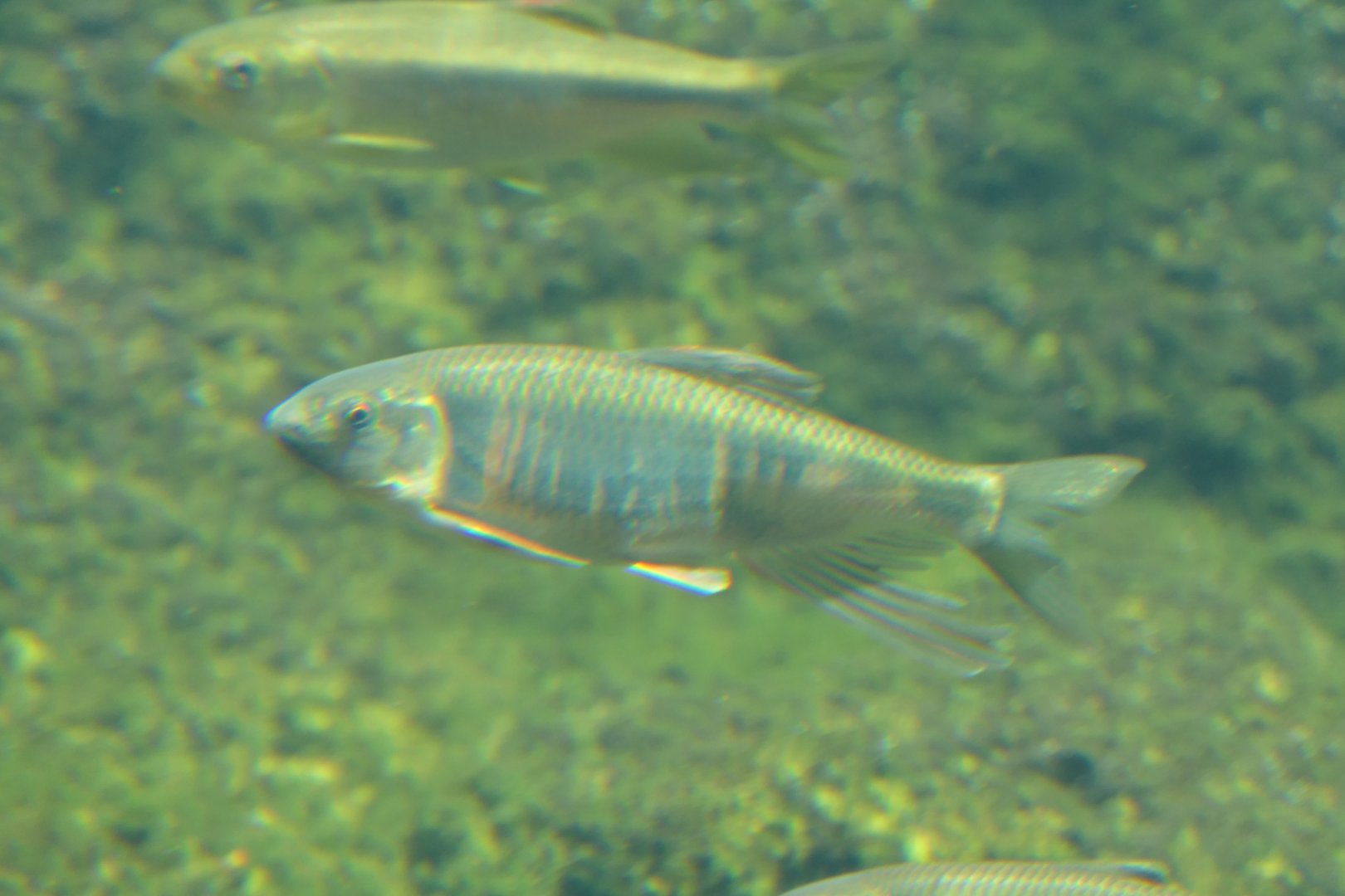Pale Chub (Zacco platypus) - Lake Biwa Museum