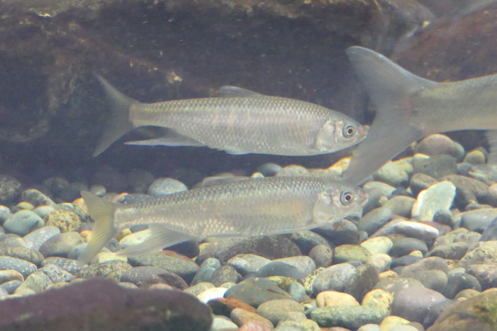 Pale Chub (Zacco platypus) - Lake Biwa Museum