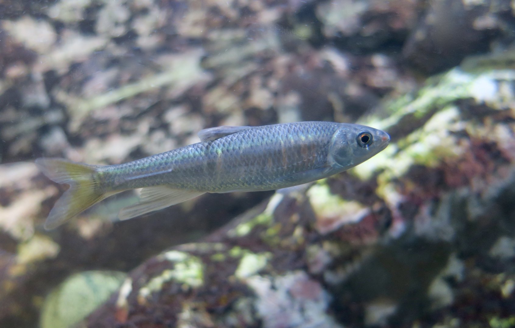 Pale Chub (Zacco platypus)