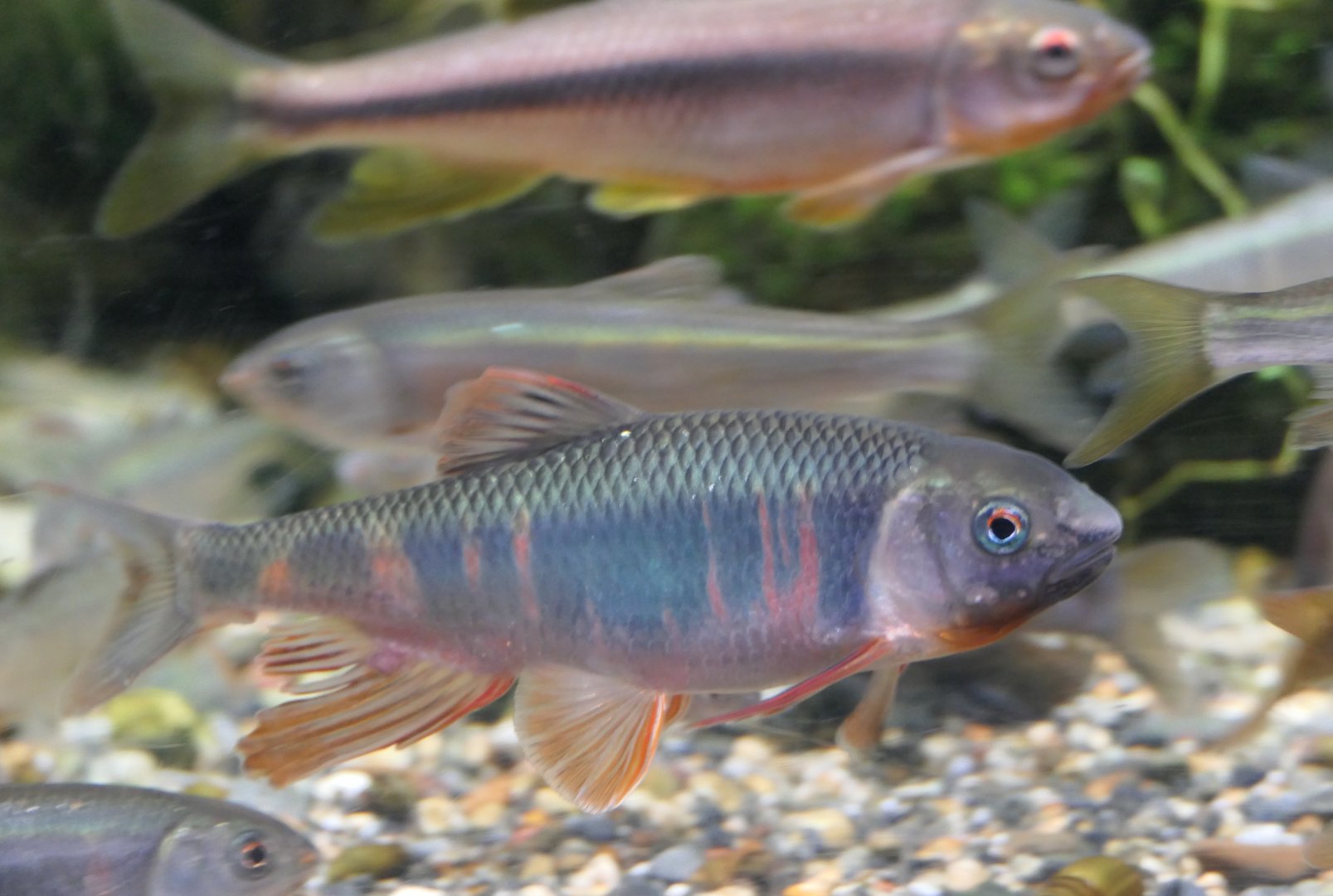 Pale Chub (Zacco platypus)