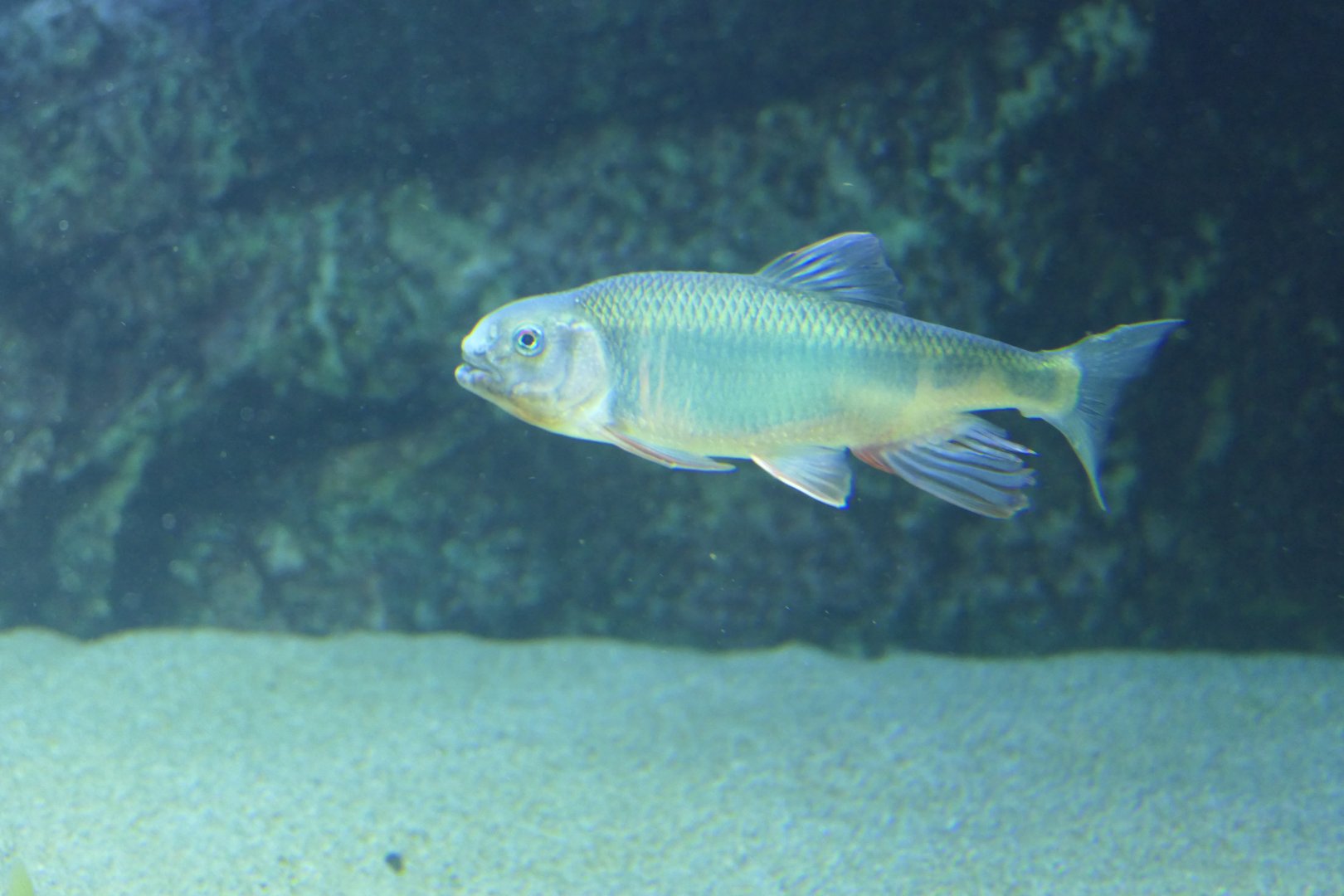 Pale Chub (Zacco platypus)